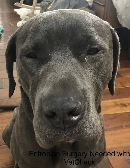 VetCheck Animal Hospital Picture 8