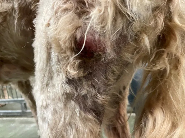VetCheck Animal Hospital Picture 9
