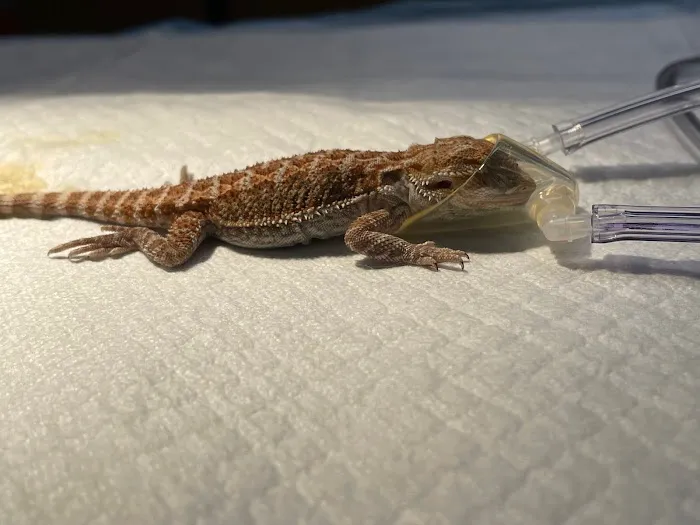 VetCheck Animal Hospital Picture 5