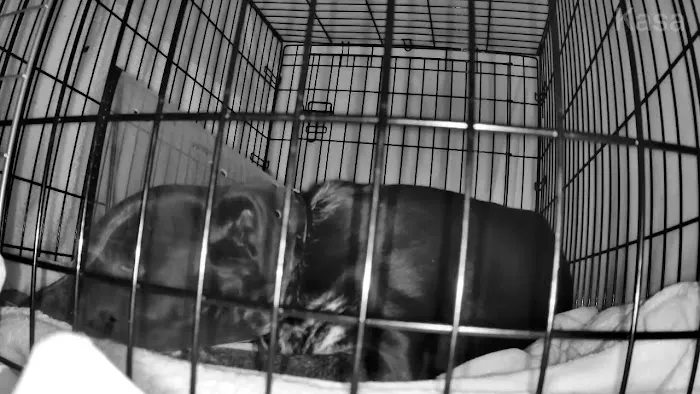 Animal Clinic of La Mirada Picture 9