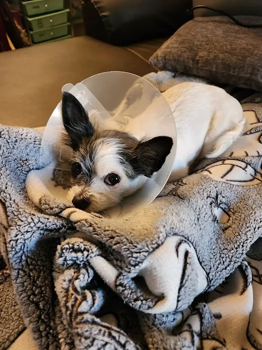 County Line Animal Hospital Picture 2