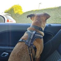 County Line Animal Hospital ico