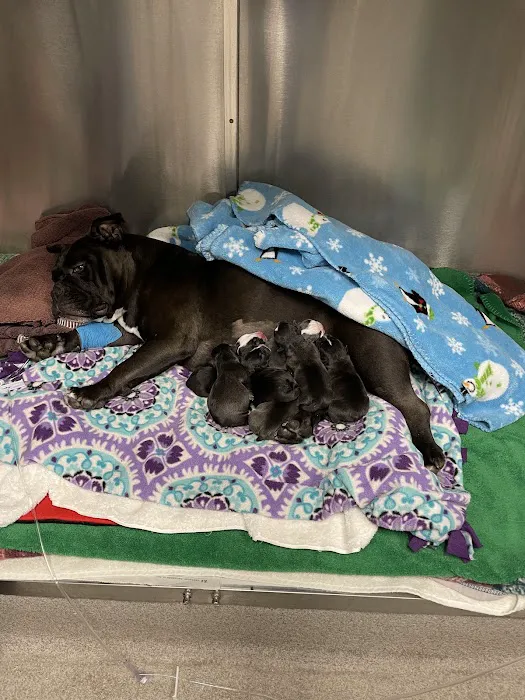 County Line Animal Hospital Picture 10
