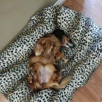 Greggs Animal Hospital Inc ico
