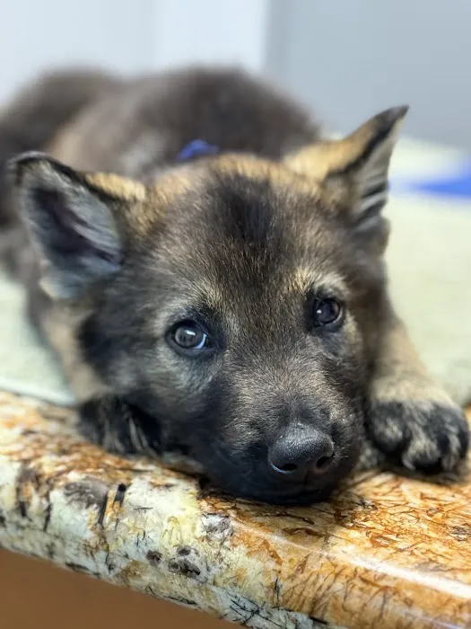 La Habra Animal Hospital Picture 9