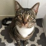 La Habra Animal Hospital