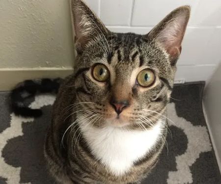 La Habra Animal Hospital