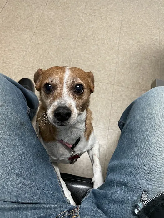 La Habra Animal Hospital Picture 8