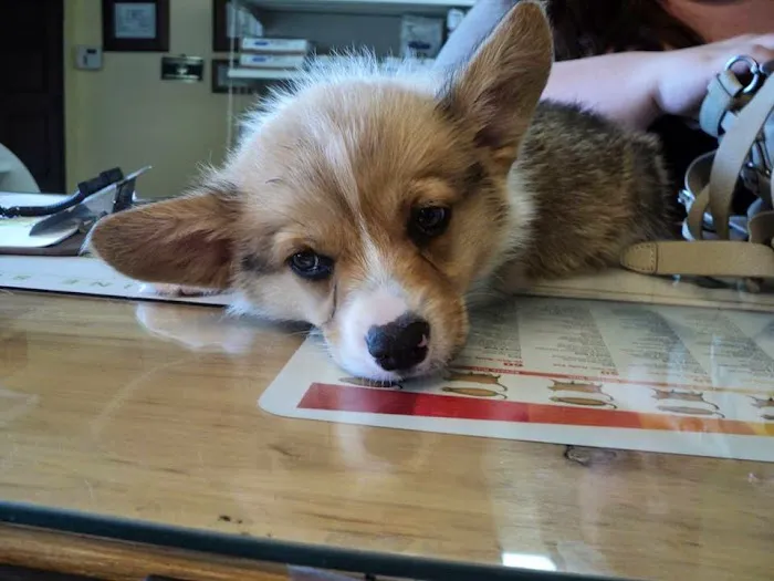La Habra Animal Hospital Picture 2