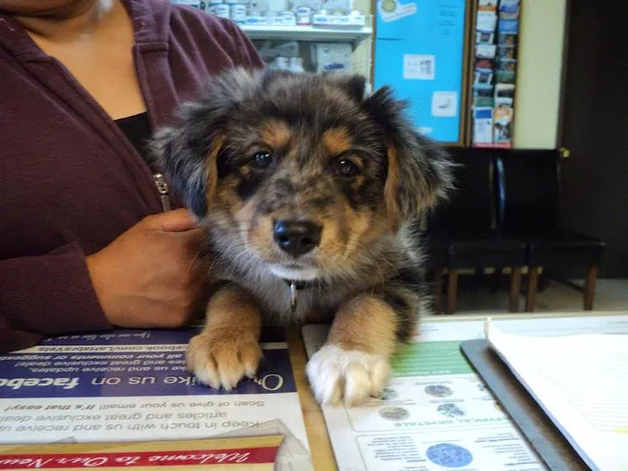 La Habra Animal Hospital Picture 4