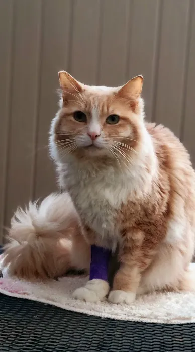 Sunny Hills Veterinary Hospital Picture 5