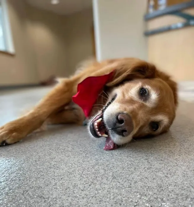 Sahalee Veterinary Hospital Picture 4