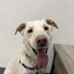 Sammamish Highlands Veterinary Hospital
