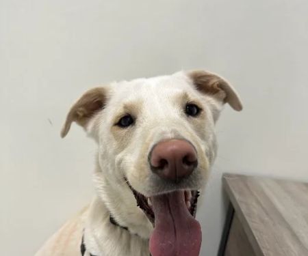 Sammamish Highlands Veterinary Hospital
