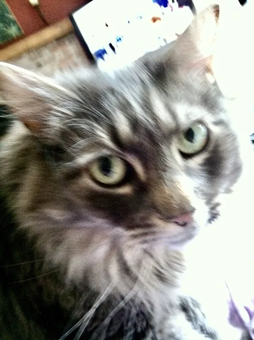 House Pet Vet Visits Picture 2