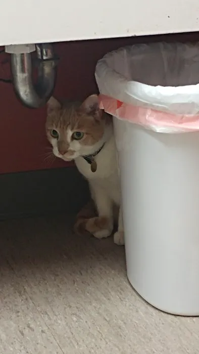 Redmond-Fall City Animal Hospital Picture 4