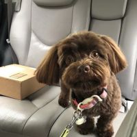 Redmond-Fall City Animal Hospital ico