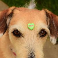 Auburn Valley Animal Clinic ico