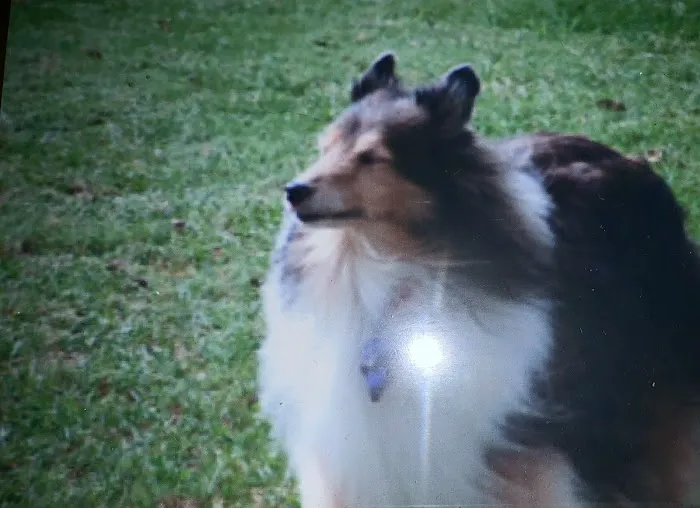Auburn Valley Animal Clinic Picture 5
