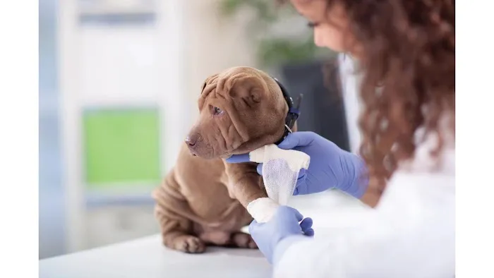 Affordable Animal Emergency Clinic Picture 2