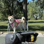 Affordable Animal Emergency Clinic