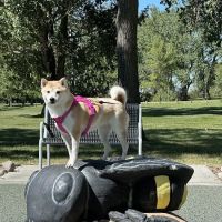 Affordable Animal Emergency Clinic ico