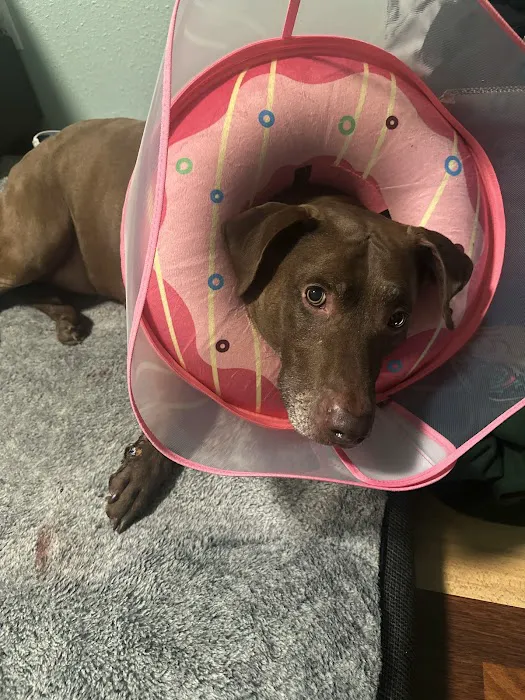 Affordable Animal Emergency Clinic Picture 4
