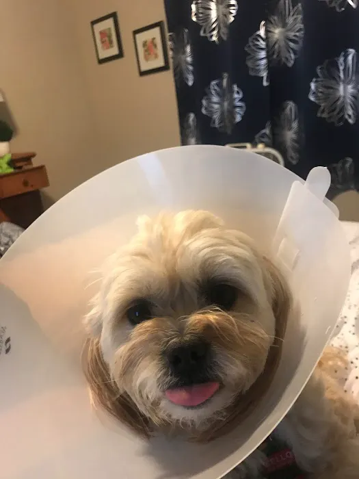 Affordable Animal Emergency Clinic Picture 7