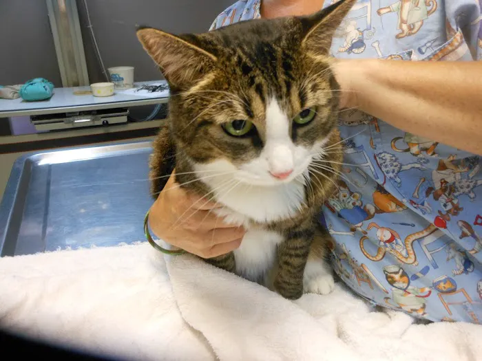 Forest Hill Veterinary Hospital Picture 3