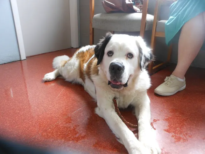 Forest Hill Veterinary Hospital Picture 6