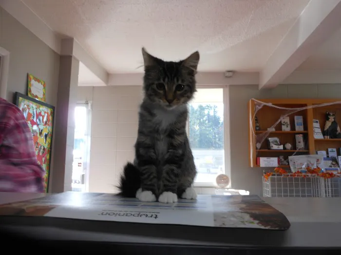 Forest Hill Veterinary Hospital Picture 7