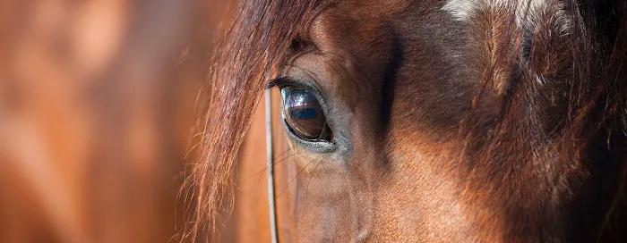 Northwest Equine Veterinary Associates Picture 1