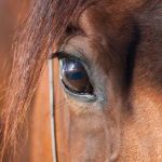 Northwest Equine Veterinary Associates