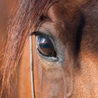 Northwest Equine Veterinary Associates ico