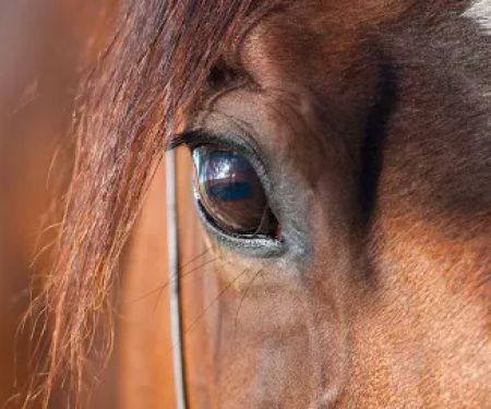 Northwest Equine Veterinary Associates