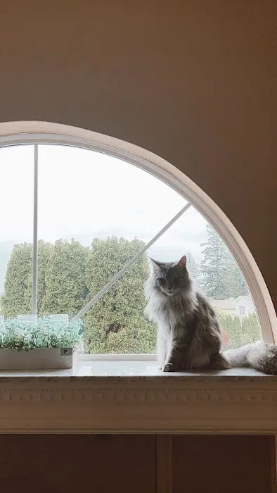 Coon-Kingdom Maine Coons LLC Picture 2