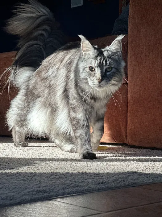 Coon-Kingdom Maine Coons LLC Picture 4