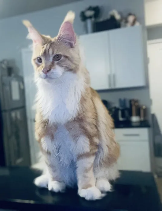 Coon-Kingdom Maine Coons LLC Picture 10