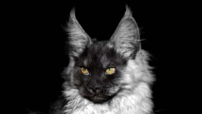 Coon-Kingdom Maine Coons LLC Picture 7