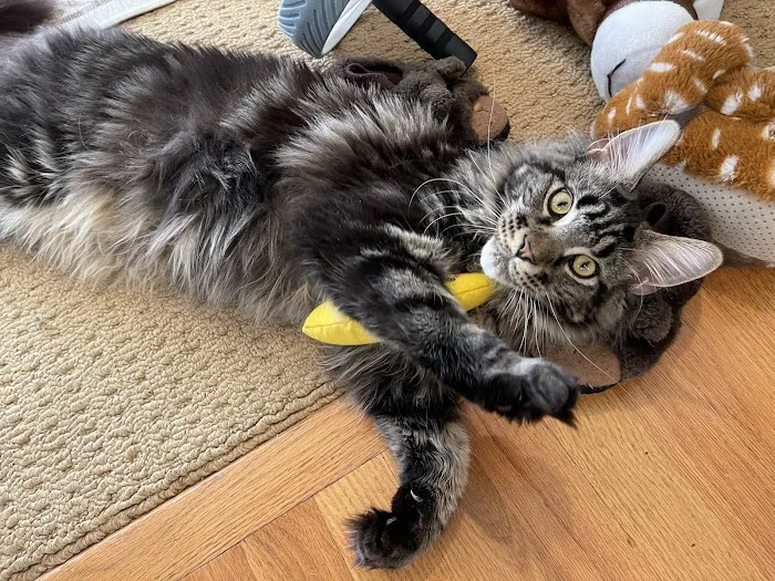 Coon-Kingdom Maine Coons LLC Picture 1