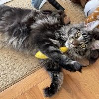 Coon-Kingdom Maine Coons LLC ico