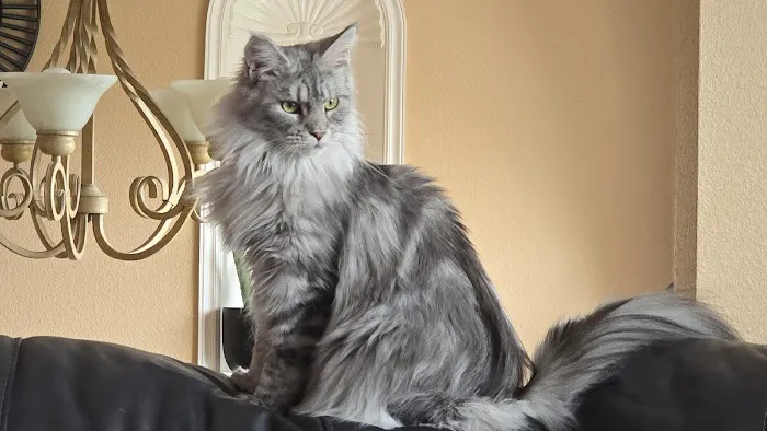 Coon-Kingdom Maine Coons LLC Picture 3