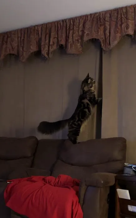 Coon-Kingdom Maine Coons LLC Picture 6