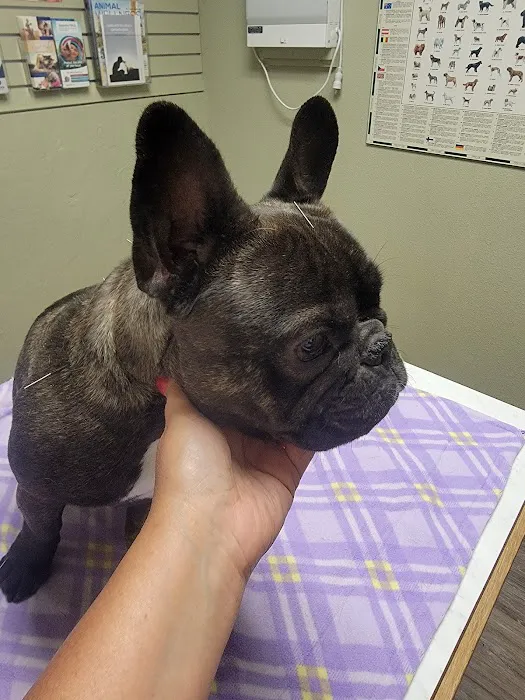 Browns Point Veterinary Clinic Picture 8
