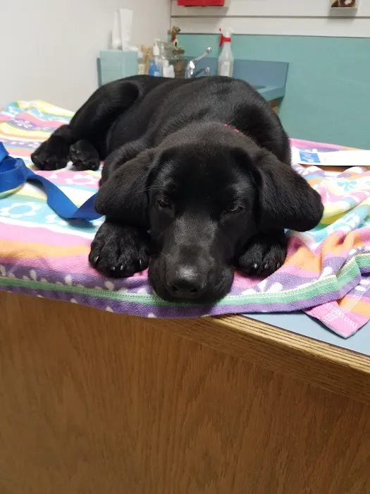 Browns Point Veterinary Clinic Picture 5