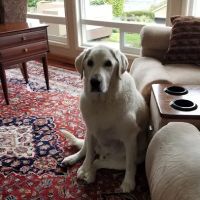 Browns Point Veterinary Clinic ico