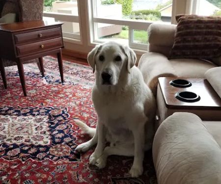 Browns Point Veterinary Clinic