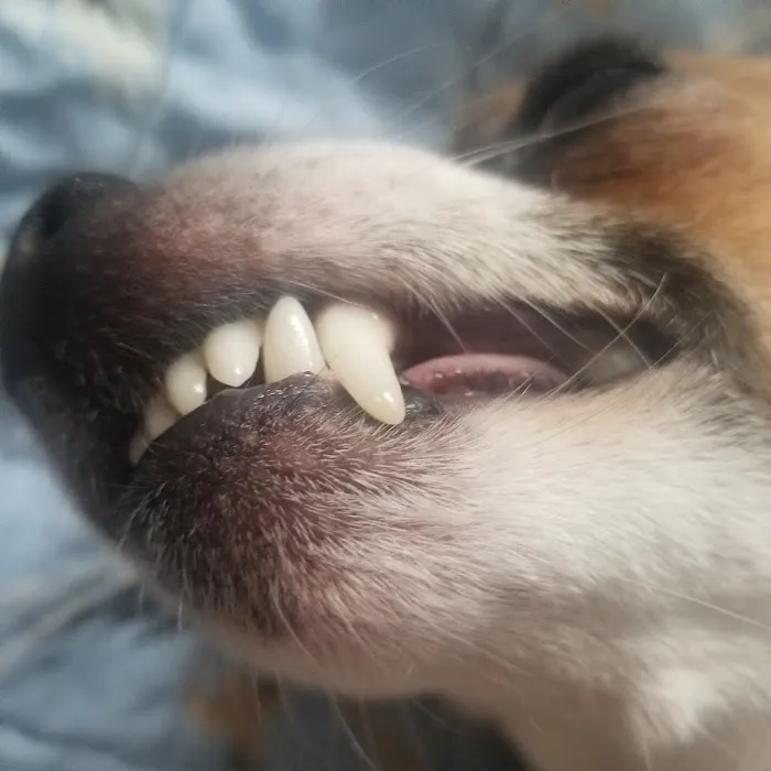 JYK Veterinary Clinic Picture 7
