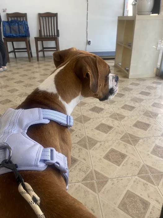 JYK Veterinary Clinic Picture 2