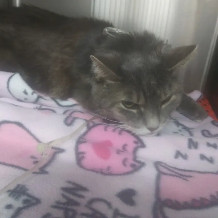 Beach Boulevard Pet Hospital Picture 7